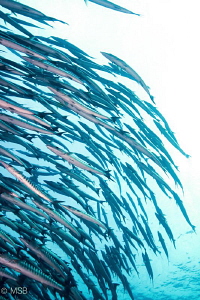 Barracuda point in Sİpadan. by Mehmet Salih Bilal 